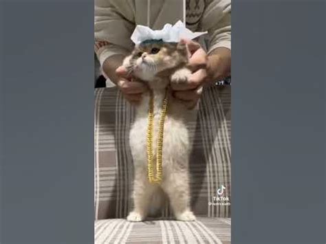 arapça kedi dansı